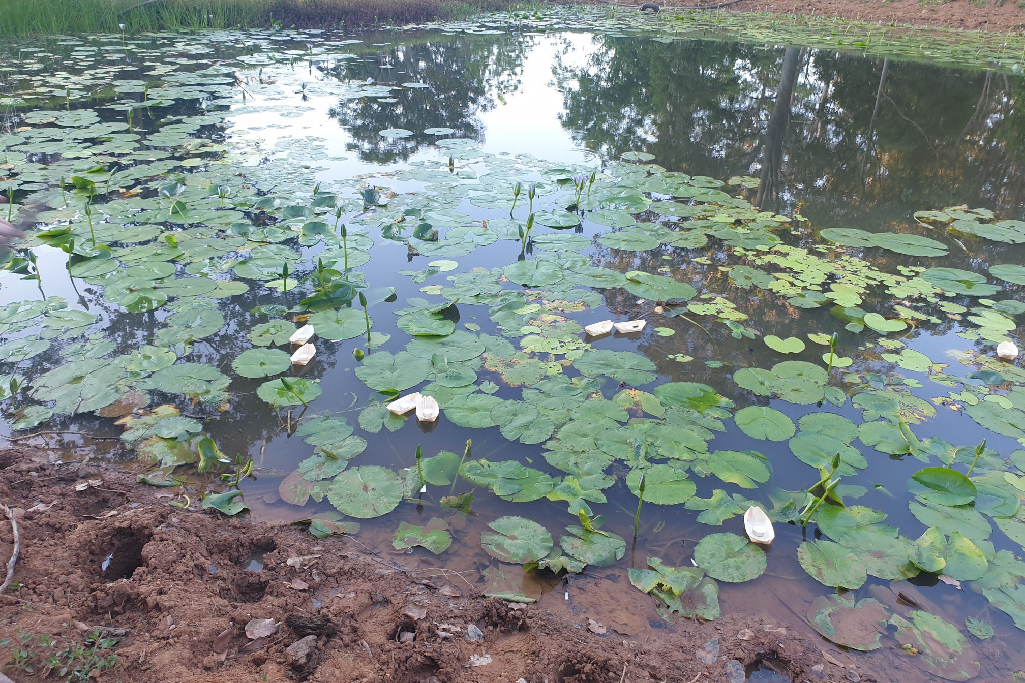 Mt Burrell Private Wellness Retreat 16 Pond with paper boats | Wellness Retreat Image Haven Yoga & Meditation